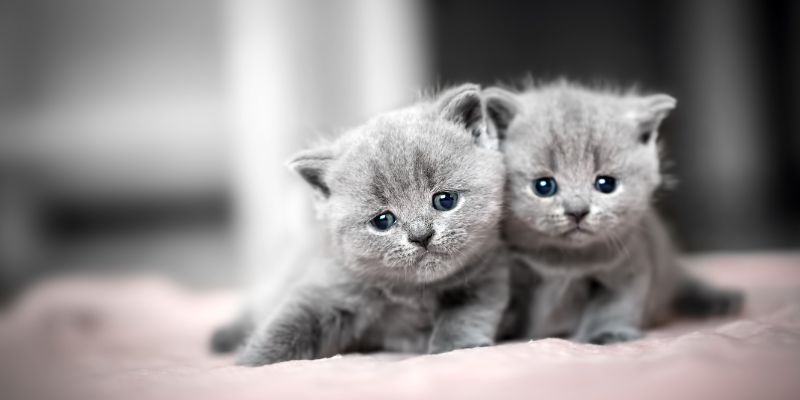 Scopri dove acquistare in sicurezza cuccioli di gatto British a Milano