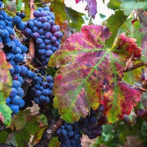 Azienda vitivinicola a Brindisi