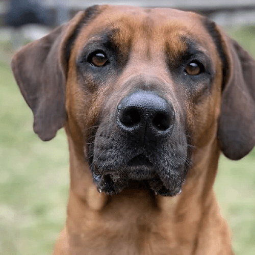 Allevamento Rhodesian Ridgeback a Roma