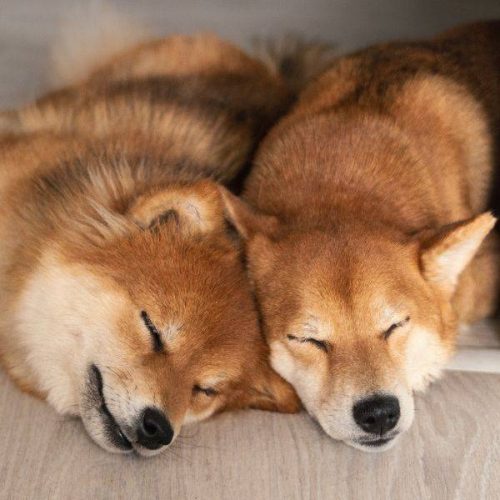 Allevamento di cani Golden Shiba Inu a Reggio Emilia