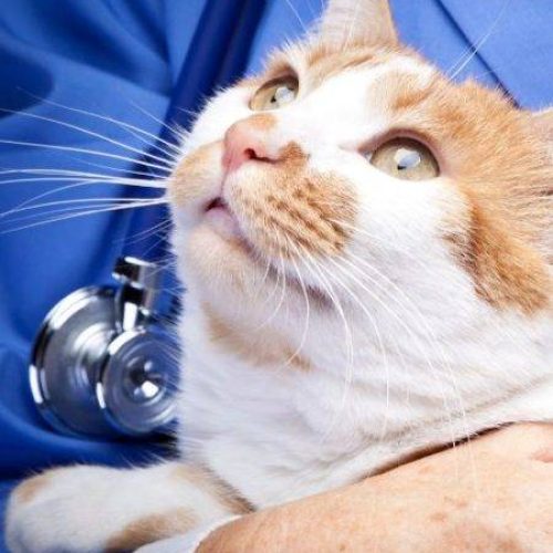 Analisi cliniche per cani e gatti a Roma Portuense