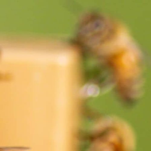 Produzione Miele Biologico