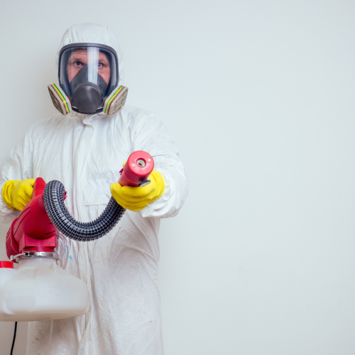 Disinfestazione per Invasione di Insetti a Latina: Come Affrontare il Problema in Modo Efficace