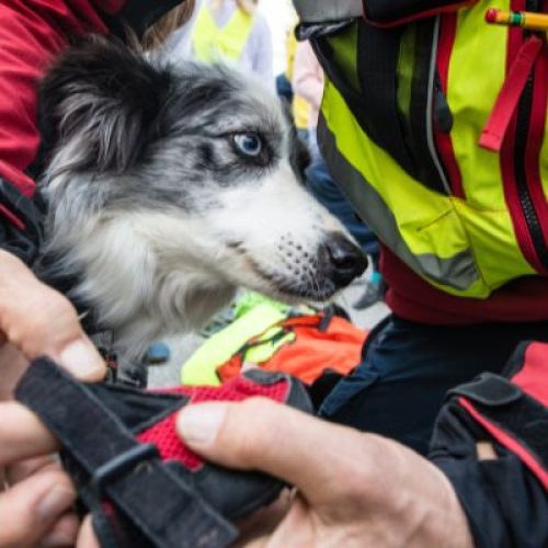 Cane da salvataggio in acqua a Ferrara: il ruolo fondamentale nella sicurezza nautica