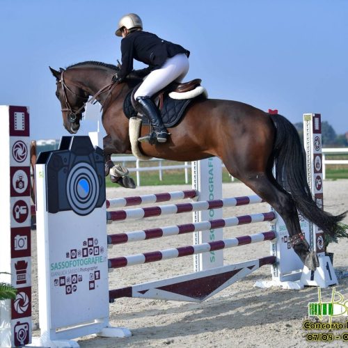 Dressage salto ad ostacoli e completo vicino Pinerolo