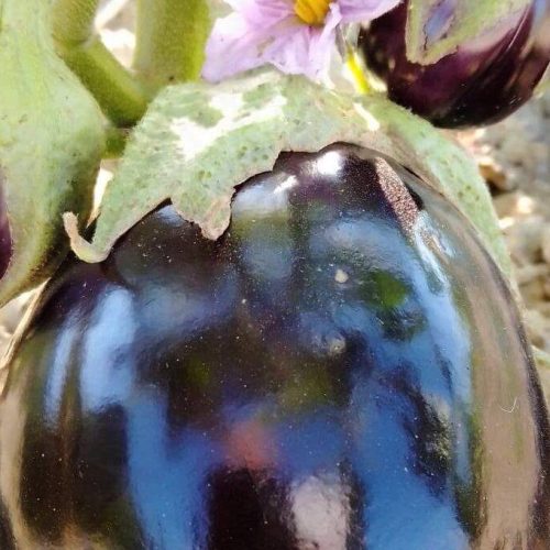 Fattoria didattica e prodotti biologici Bisignano