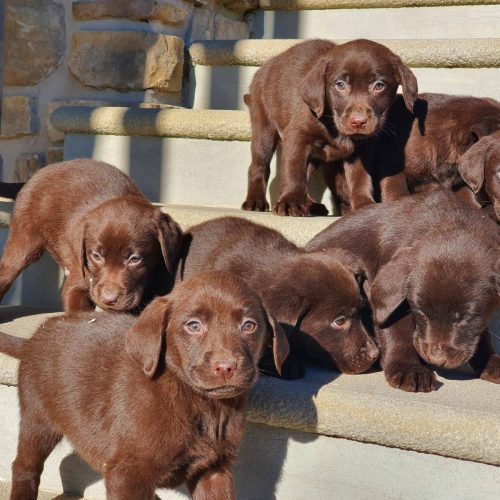 VENDITA DI CUCCIOLO LABRADOR FIRENZE