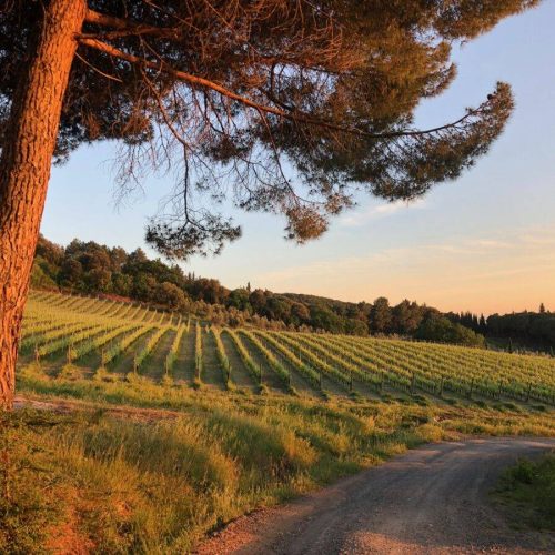 PRODUZIONE VINO TOSCANO CASALE MARITTIMO