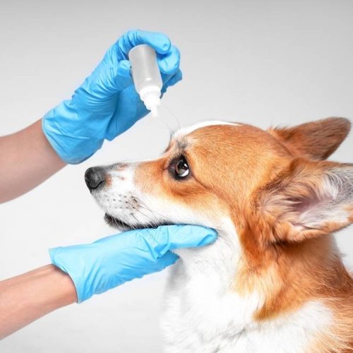 Oculista veterinario ad Ancona