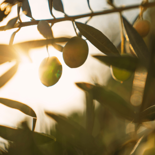 OLIVE BIOLOGICHE ORVIETO