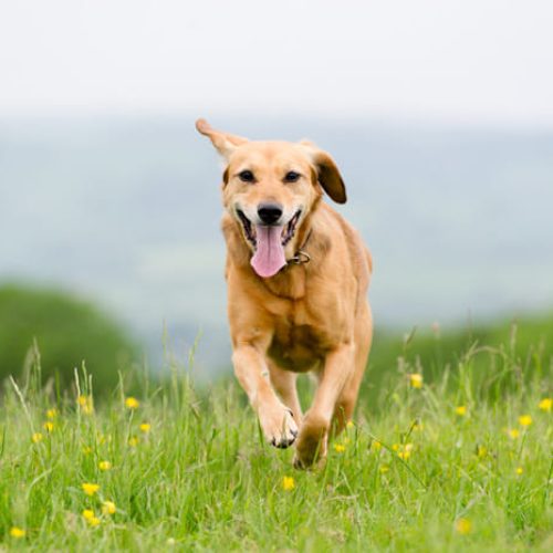 PERCORSO EDUCATIVO PER CANI A BARI