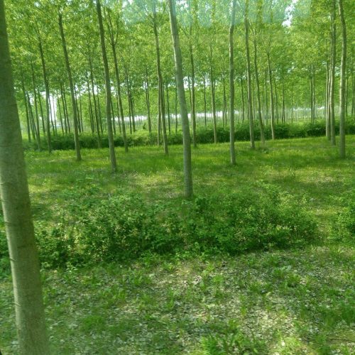 MANUTENZIONE DELLE PIANTAGIONI A RIVIGNANO