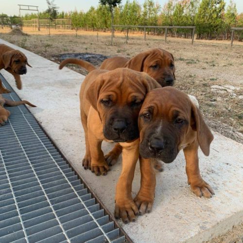Pensione per cani Faggiano