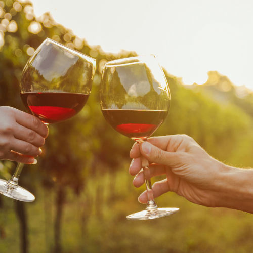 Verkostung von Bio-Wein Verona