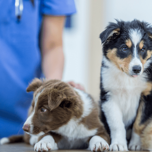 CLINICA VETERINARIA A ORISTANO
