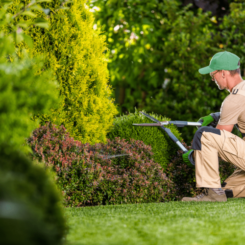 Cura e Bellezza del Verde: Manutenzione Aree Verdi a Tezze sul Brenta