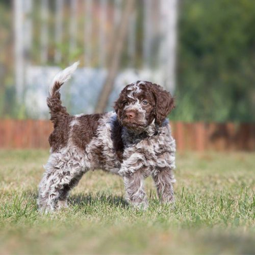 Cuccioli di Lagotto Romagnolo a Cortiglione: Unici per Affetto e Tradizione