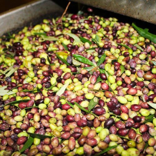 Molitura Olive a Tricarico: Tradizione e Qualità per un Olio Extra Vergine Unico
