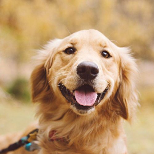 Allevamento American Golden Retriever a Vigevano: Dove nascono i migliori compagni di vita