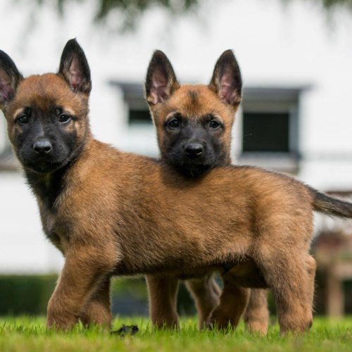 Perché Scegliere Cuccioli di Malinois Adatti alla Famiglia a Bologna