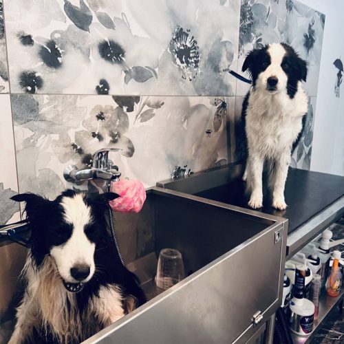 Toelettatura cani e gatti Vicenza