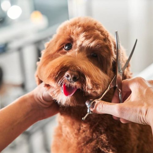 Toelettatura per cani Cepagatti   