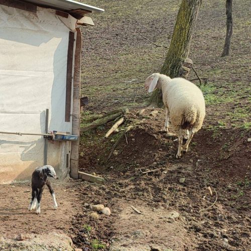 Agriturismo con animali Montebelluna