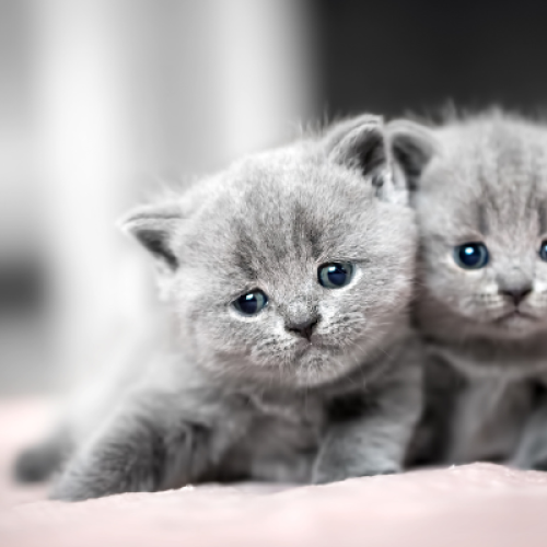 Scopri dove acquistare in sicurezza cuccioli di gatto British a Milano