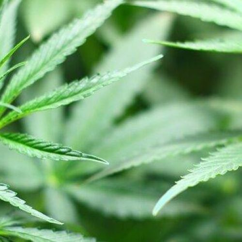 Cannabis Italia