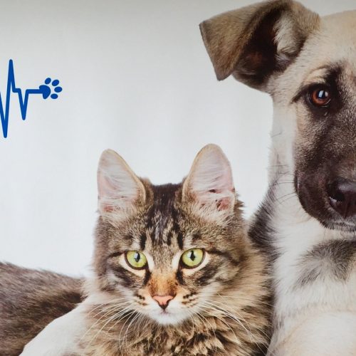 Assistenza veterinaria a Oristano
