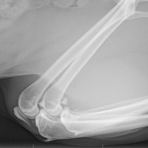 Diagnostica per immagini per animali a Cantù