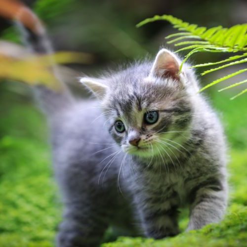 xr:d:DAFbSHSMwCM:1123,j:6638709858321769079,t:23092509