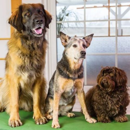 Asilo diurno per cani a Savona: un’opzione perfetta per il benessere del tuo amico a quattro zampe
