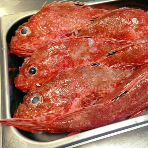 PESCE FRESCO A SENIGALLIA