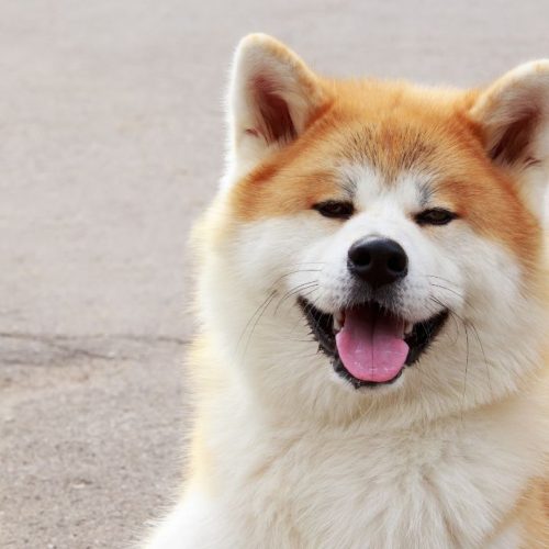 La selezione del cane Akita: come scegliere il miglior esemplare a Civitanova Marche